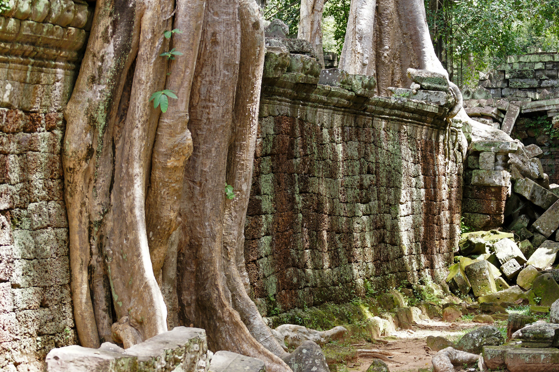 Ta Prohm ("königliches Kloster") ist ein zwischen dem späten 12. und frühen 13. Jahrhundert erbauter Tempel. Der Ta Prohm wurde während der Herrschaft des letzten großen Königs des Khmer-Reiches  erbaut, einem Anhänger des Mahayana-Buddhismus.